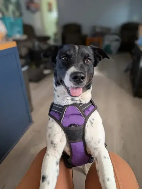 Roxy