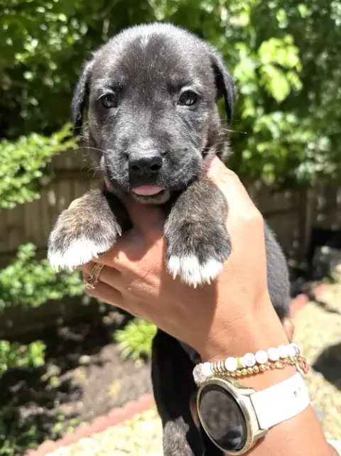 Momma Iris' Litter: Trooper photo 4