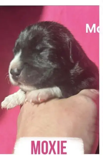 Moxie photo 4