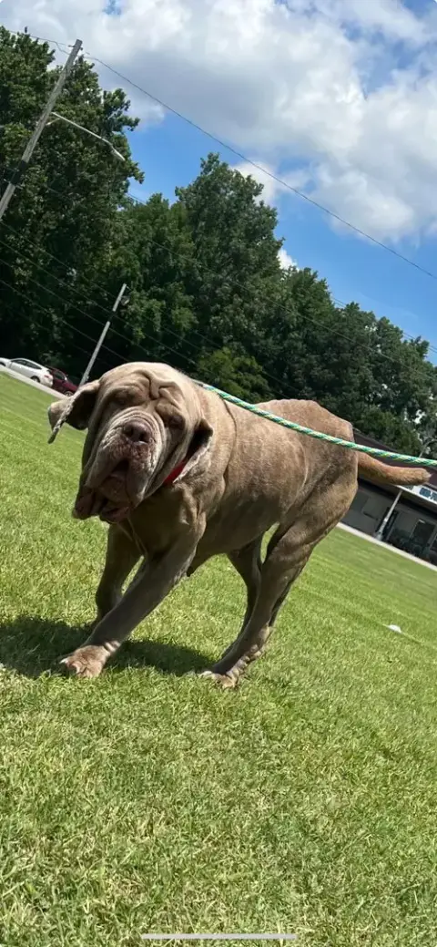 Gracie