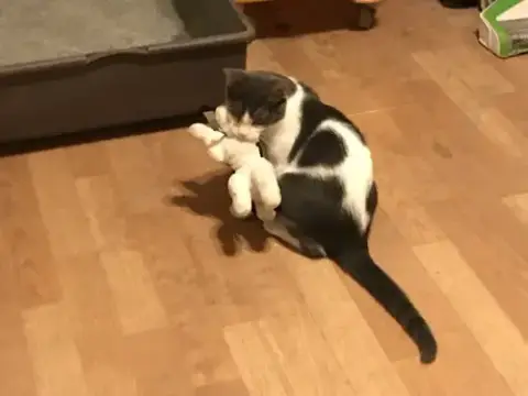 Spanky