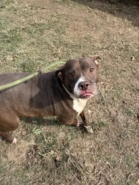 Butkus
