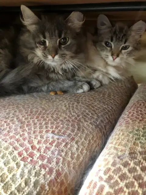 Lance Bonded With Lacey