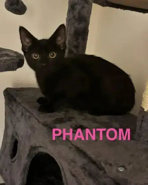 Phantom photo 3