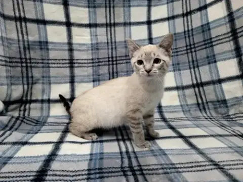 Stripe photo 2