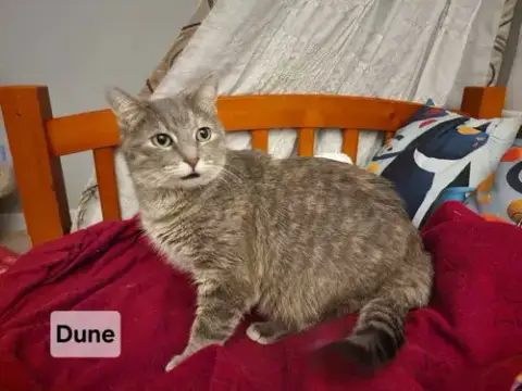 Duchess Of Dune: Not At Shelter photo 2