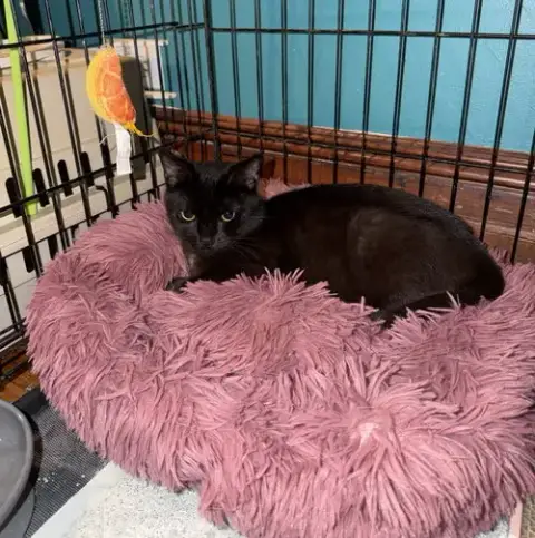 Gus photo 4