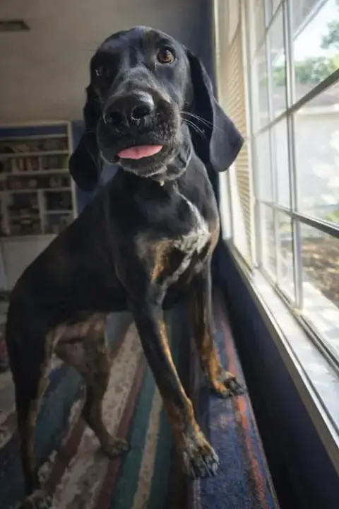 Duke photo 3