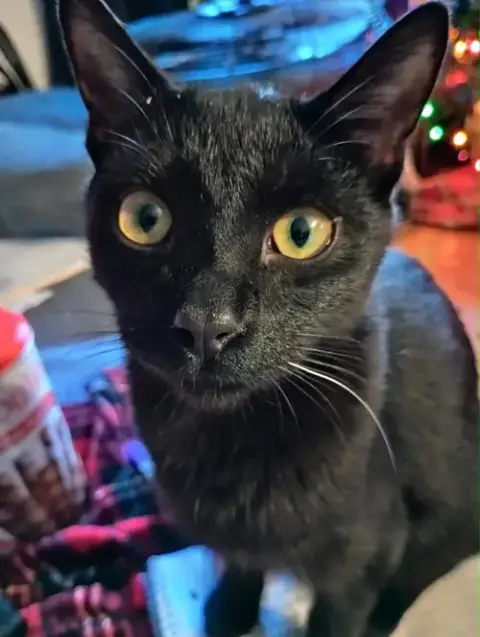 Marcel