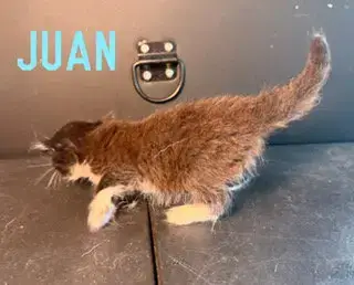 Juan photo 2