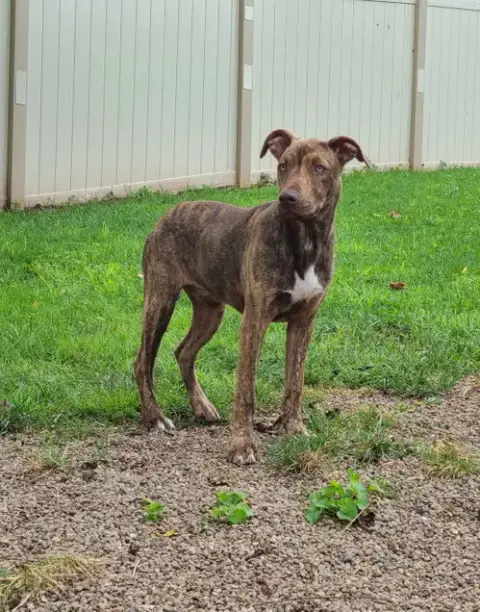 Gus