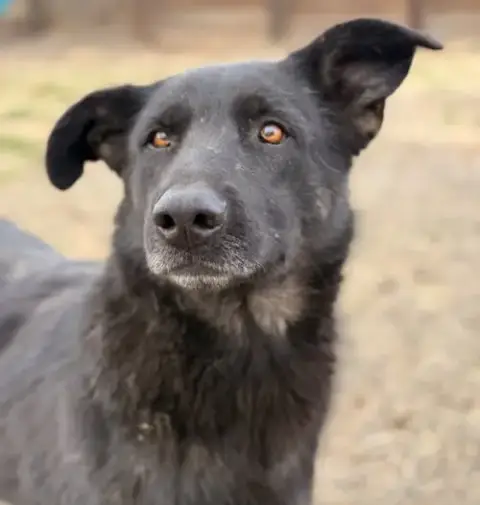 Rosie photo 5