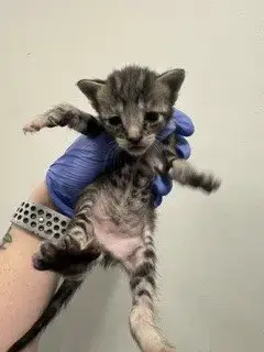 Suki