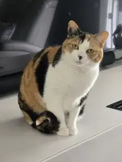 Kitty Marble photo 2