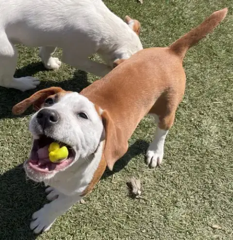 Frankie photo 2
