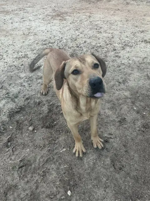 Rocky