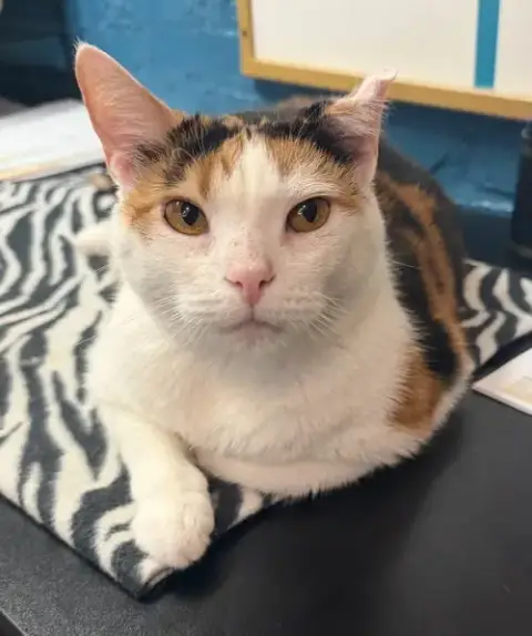 Mia