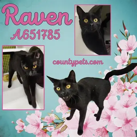 Raven