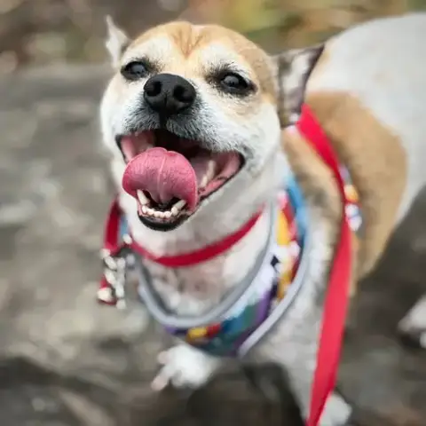 Simba photo 4