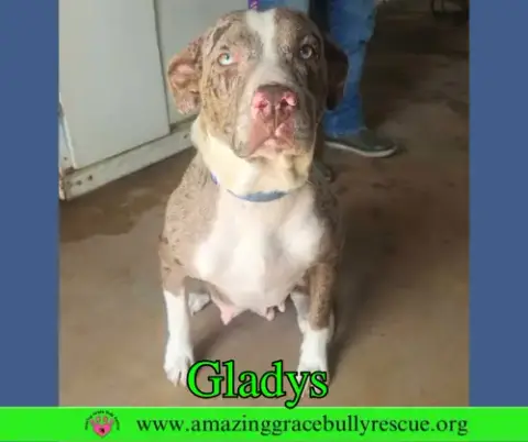 Gladys