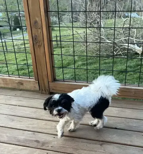 Bandit photo 3