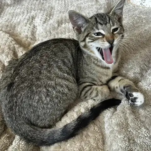 Artemis photo 3