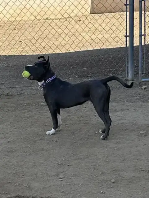 Baloo photo 4