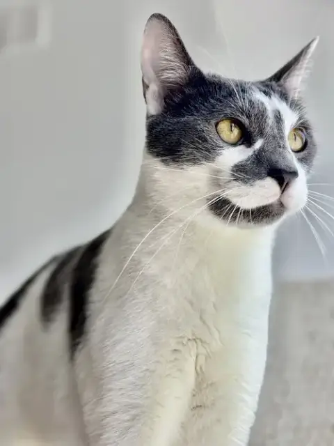 Dusty
