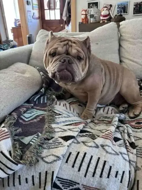 Truffle