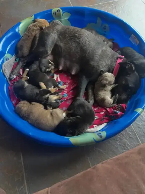Anne’S Vines photo 4