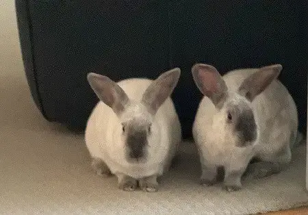 Remy & Tatum photo 3