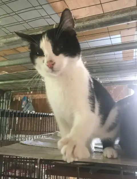 Oreo photo 3