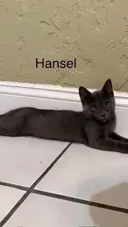 Hansel photo 2