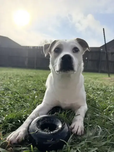 Banjo photo 2