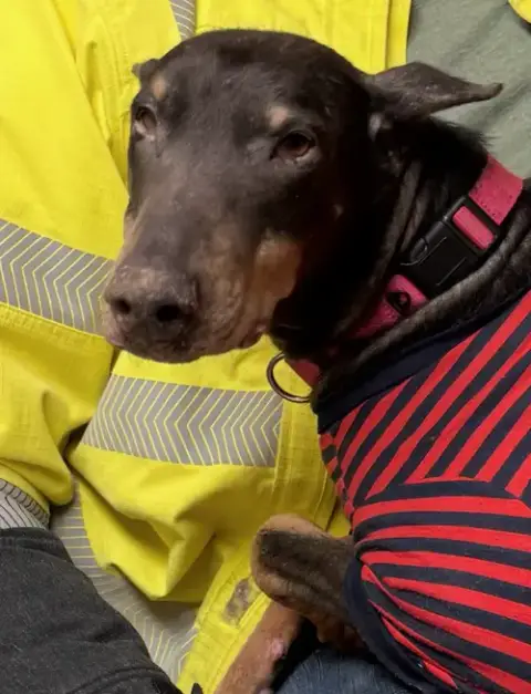 Nellie
