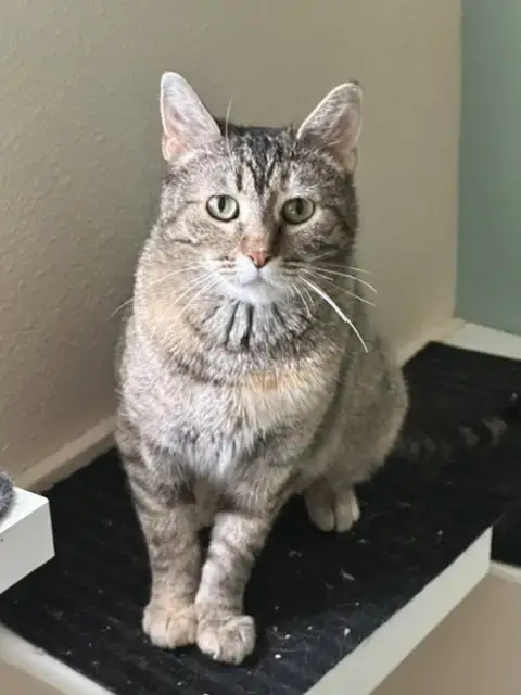 Charm