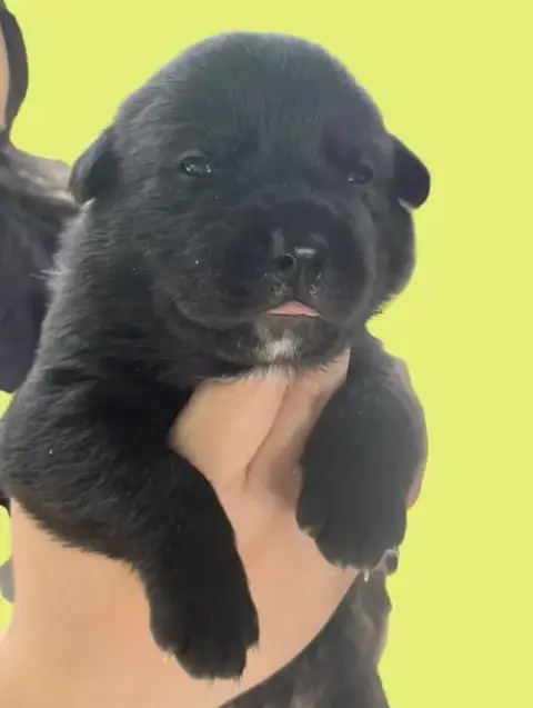 Momma Iris' Litter: Abigail photo 5