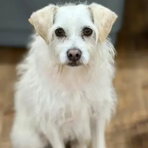 Benji