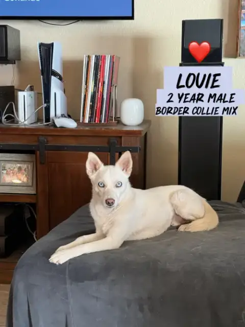 Louie  – 1 Year photo 2