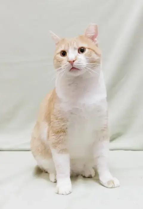 Butterscotch