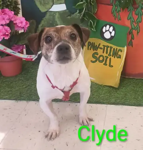 Bonnie & Clyde