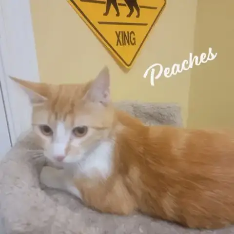 Peaches #Loves-Attention