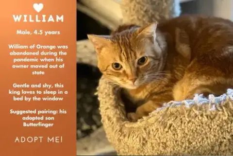 William Of Orange photo 2