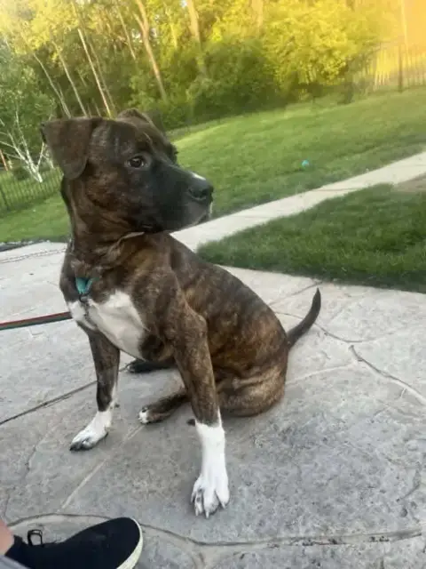 Samson photo 3