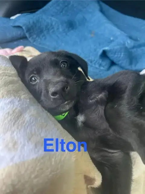 Elton Song photo 3