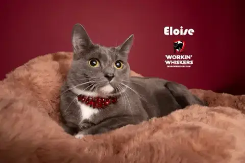 Eloise