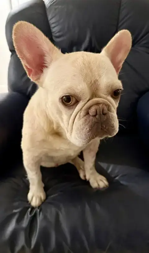 Purebred Female French Bulldog Storm photo 4