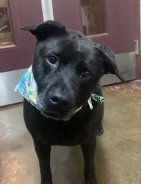Delilah