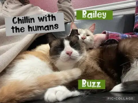 Bailey *Cyd photo 5