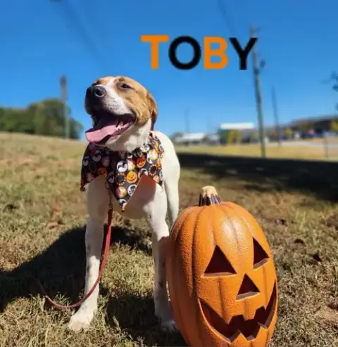 Toby photo 4